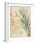 Herb Study II-Grace Popp-Framed Art Print