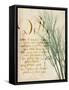 Herb Study II-Grace Popp-Framed Stretched Canvas