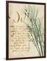 Herb Study II-Grace Popp-Framed Art Print