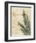 Herb Study IV-Grace Popp-Framed Art Print