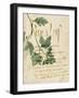 Herb Study V-Grace Popp-Framed Art Print