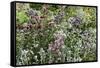 Herbaceous border-Pedro Silmon-Framed Stretched Canvas