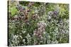 Herbaceous border-Pedro Silmon-Stretched Canvas