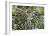 Herbaceous border-Pedro Silmon-Framed Photo