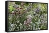 Herbaceous border-Pedro Silmon-Framed Stretched Canvas