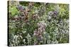 Herbaceous border-Pedro Silmon-Stretched Canvas