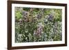 Herbaceous border-Pedro Silmon-Framed Photographic Print