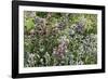 Herbaceous border-Pedro Silmon-Framed Photographic Print