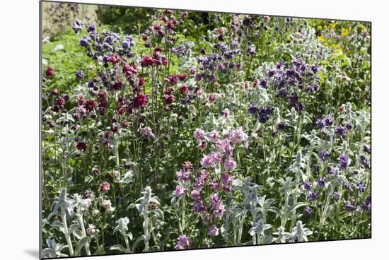 Herbaceous border-Pedro Silmon-Mounted Photographic Print