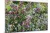 Herbaceous border-Pedro Silmon-Mounted Photographic Print