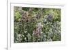 Herbaceous border-Pedro Silmon-Framed Photo