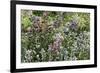 Herbaceous border-Pedro Silmon-Framed Photo