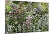 Herbaceous border-Pedro Silmon-Mounted Photo