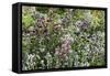 Herbaceous border-Pedro Silmon-Framed Stretched Canvas