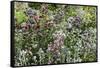 Herbaceous border-Pedro Silmon-Framed Stretched Canvas