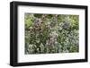 Herbaceous border-Pedro Silmon-Framed Photo