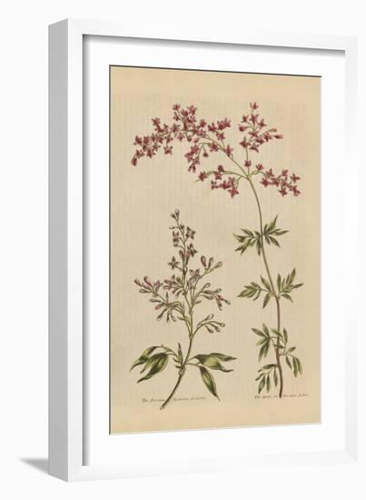 Herbal Botanical I Crop III-Wild Apple Portfolio-Framed Art Print