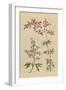 Herbal Botanical I Crop III-Wild Apple Portfolio-Framed Art Print