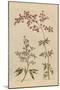 Herbal Botanical I Crop III-Wild Apple Portfolio-Mounted Art Print