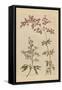 Herbal Botanical I Crop III-Wild Apple Portfolio-Framed Stretched Canvas