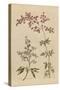 Herbal Botanical I Crop III-Wild Apple Portfolio-Stretched Canvas