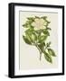 Herbal Botanical IX Flower-Wild Apple Portfolio-Framed Art Print