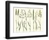 Herbal Botanical VII Ivory-Wild Apple Portfolio-Framed Art Print