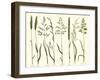 Herbal Botanical VII Ivory-Wild Apple Portfolio-Framed Art Print