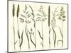 Herbal Botanical VII Ivory-Wild Apple Portfolio-Mounted Art Print
