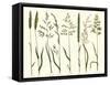 Herbal Botanical VII Ivory-Wild Apple Portfolio-Framed Stretched Canvas