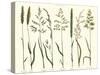 Herbal Botanical VII Ivory-Wild Apple Portfolio-Stretched Canvas