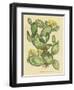 Herbal Botanical XXIX-Wild Apple Portfolio-Framed Art Print