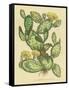 Herbal Botanical XXIX-Wild Apple Portfolio-Framed Stretched Canvas