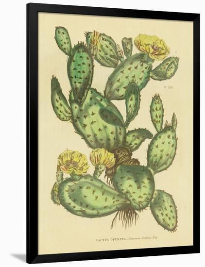 Herbal Botanical XXIX-Wild Apple Portfolio-Framed Art Print