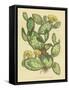 Herbal Botanical XXIX-Wild Apple Portfolio-Framed Stretched Canvas