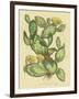 Herbal Botanical XXIX-Wild Apple Portfolio-Framed Art Print