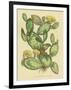 Herbal Botanical XXIX-Wild Apple Portfolio-Framed Art Print