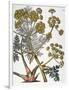 Herbal: Fennel, 1819-null-Framed Giclee Print