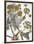 Herbal: Fennel, 1819-null-Framed Giclee Print