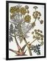 Herbal: Fennel, 1819-null-Framed Giclee Print