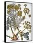 Herbal: Fennel, 1819-null-Framed Stretched Canvas