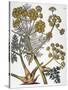 Herbal: Fennel, 1819-null-Stretched Canvas