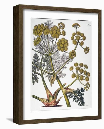 Herbal: Fennel, 1819-null-Framed Giclee Print