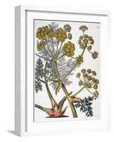 Herbal: Fennel, 1819-null-Framed Giclee Print