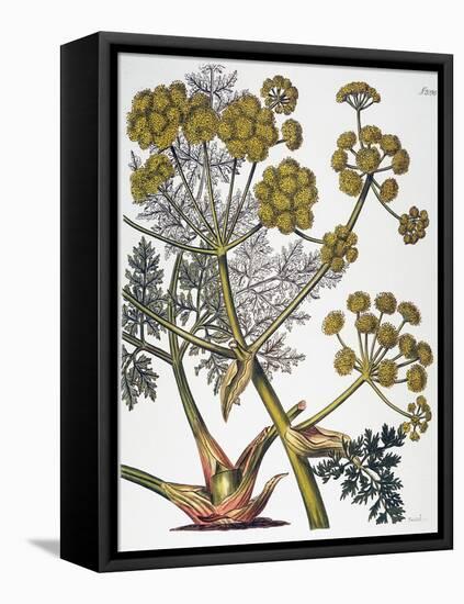 Herbal: Fennel, 1819-null-Framed Stretched Canvas