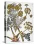 Herbal: Fennel, 1819-null-Stretched Canvas