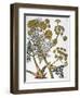 Herbal: Fennel, 1819-null-Framed Giclee Print