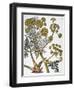 Herbal: Fennel, 1819-null-Framed Giclee Print