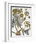 Herbal: Fennel, 1819-null-Framed Giclee Print