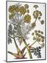 Herbal: Fennel, 1819-null-Mounted Giclee Print